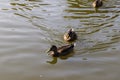 Couple of mallard ducks swim