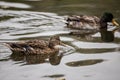 Couple of mallard ducks swimming in a lake Royalty Free Stock Photo