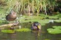 Couple Mallard ducks