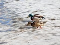 Couple mallard ducks walking on ice