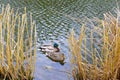 Couple of Mallards birds swimming Royalty Free Stock Photo