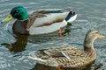 Couple of mallards floating on the pond.