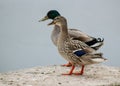 Couple of mallards standing on a stone surface.