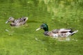 Couple of mallards swimming in a lagoon