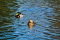 Couple of mallards or wild ducks, Anas platyrhynchos swimming in a lake Royalty Free Stock Photo