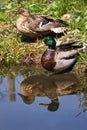 Couple of Mallards or Wild ducks