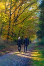 couple man and woman mid age walking in the forest during Autumn season in nature trekking with orange red color trees Royalty Free Stock Photo