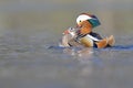 A couple of mandarin ducks copulating in the water in a park.