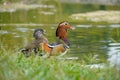 couple of mandarin ducks looking at lake Royalty Free Stock Photo