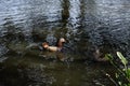 Couple of Mandarin ducks swimming on the pond