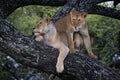 Couple of maneless lions on tree trunks in Tanzania