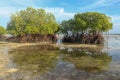 Couple of mangroves reflected on water surface. Close up of mangrove trees and reflections. Pair of Mangrove at back side.