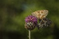 A couple of marbled white butterflies mating Royalty Free Stock Photo