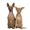 Couple of miniature Pinscher () Royalty Free Stock Photo
