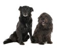 Couple of a Mixed-Breed Dog with a Border Collie a Royalty Free Stock Photo