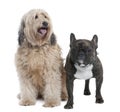 Couple of a Mixed-Breed Dog and a french bulldog (