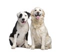 Couple mixed dog, labrador golden retriever
