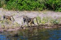 Couple monkey - baboon looking for food