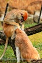 Couple of monkey is grooming. Male monkey checking for fleas and ticks in female. Monkey family fur on pair of show grooming. Royalty Free Stock Photo