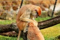 Couple of monkey is grooming. Male monkey checking for fleas and ticks in female. Monkey family fur on pair of show grooming. Royalty Free Stock Photo