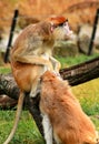 Couple of monkey is grooming. Male monkey checking for fleas and ticks in female. Monkey family fur on pair of show grooming. Royalty Free Stock Photo