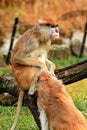 Couple of monkey is grooming. Male monkey checking for fleas and ticks in female. Monkey family fur on pair of show grooming. Royalty Free Stock Photo