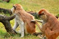 Couple of monkey is grooming. Male monkey checking for fleas and ticks in female. Monkey family fur on pair of show grooming. Royalty Free Stock Photo