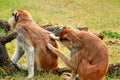 Couple of monkey is grooming. Male monkey checking for fleas and ticks in female. Monkey family fur on pair of show grooming. Royalty Free Stock Photo