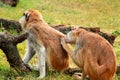 Couple of monkey is grooming. Male monkey checking for fleas and ticks in female. Monkey family fur on pair of show grooming. Royalty Free Stock Photo