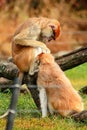 Couple of monkey is grooming. Male monkey checking for fleas and ticks in female. Monkey family fur on pair of show grooming. Royalty Free Stock Photo