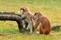 Couple of monkey is grooming. Male monkey checking for fleas and ticks in female. Monkey family fur on pair of show grooming. Royalty Free Stock Photo