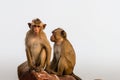 Couple Monkey isolated