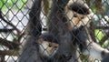 Couple Monkey Looking in Mesh Cage