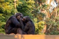 A couple of monkeys kissing passionately on top of a tree Royalty Free Stock Photo