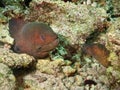 Couple of moray eel