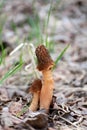 Couple of morel mushroom morchella conica, morchella elata in the natural forest background Royalty Free Stock Photo