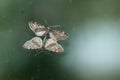 A couple of moths (species Nola karelica) in the act of mating Royalty Free Stock Photo