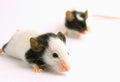 Couple of mouses Royalty Free Stock Photo