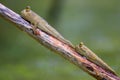 Couple of mudskipper on a branch