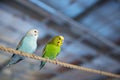 Budgies on a tree branch