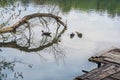 A couple of Muscovy ducks swim among the trees that have fallen into the water