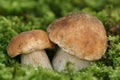 Couple of mushrooms Royalty Free Stock Photo