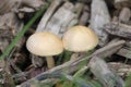 Couple mushrooms macro