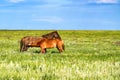 Pair of wild horses grazing on summer meadow