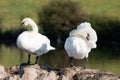 Couple of Mute Swans