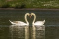 Couple of mute swans Royalty Free Stock Photo