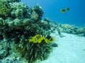 Couple of Nemo Fish near their Anemone and Red Sea Coral Reef in Egypt.