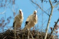 Couple of nesting withe storks Royalty Free Stock Photo