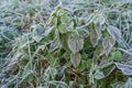 A couple of nettles early in the morning covered