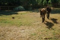 Couple of nice donkeys trotting on a corral